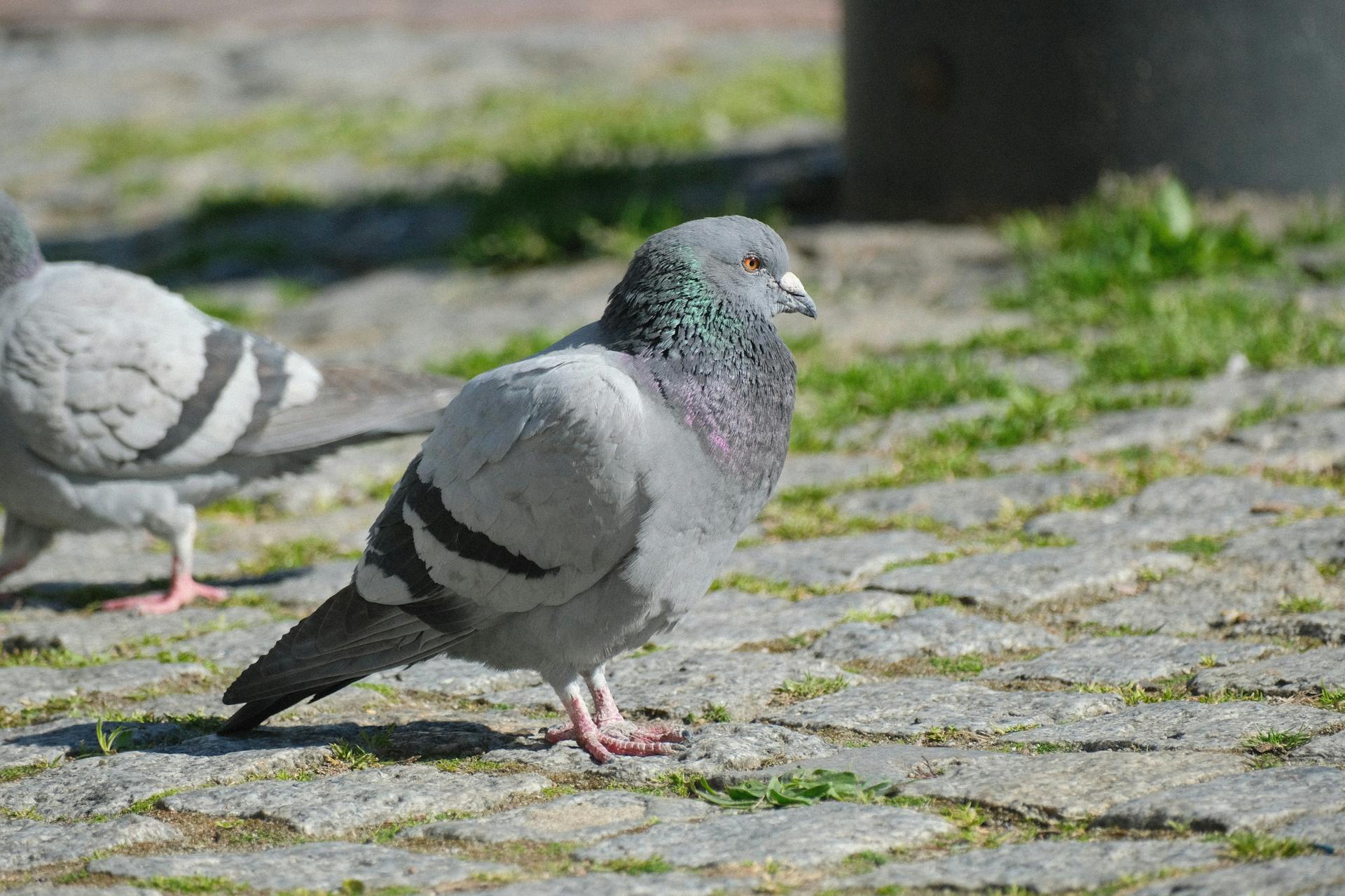 Stadttaube in Leverkusen